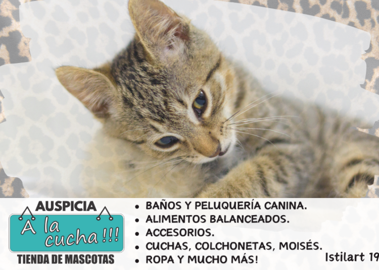 ¿Por qué mi gato me amasa la barriga?
