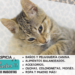 ¿Por qué mi gato me amasa la barriga?