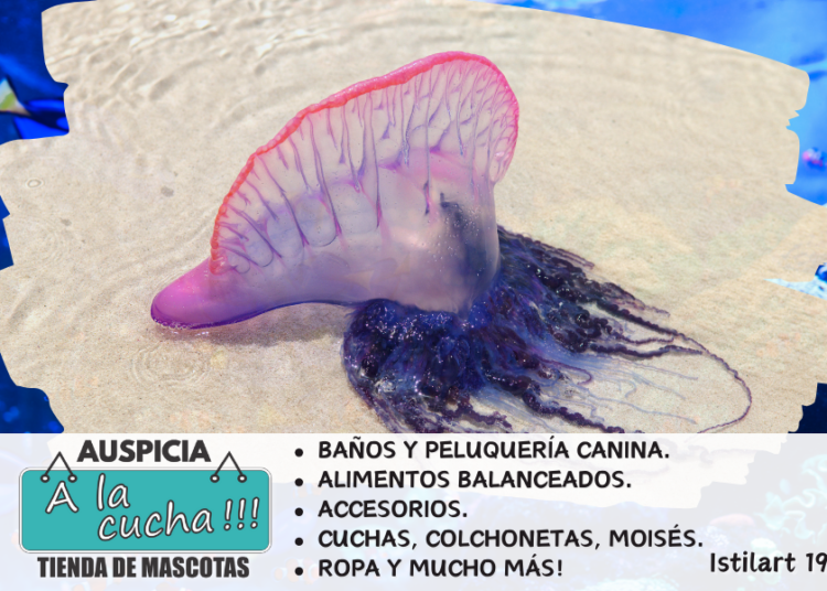 ¿Está la carabela portuguesa en España?