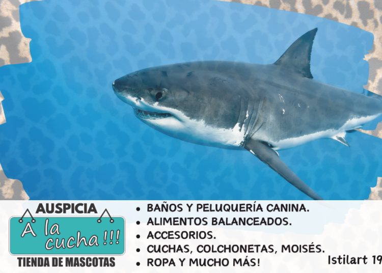 ¿Cuánto viven los tiburones?