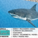 ¿Cuánto viven los tiburones?