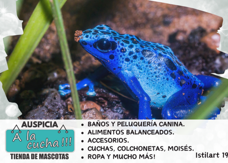 Rana flecha azul