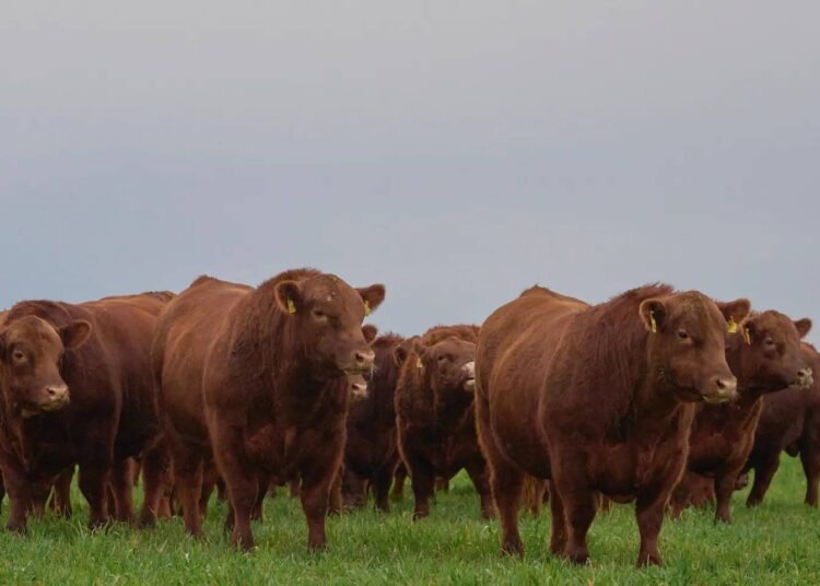 “La Torcacita” realiza su día de campo, previo al remate anual