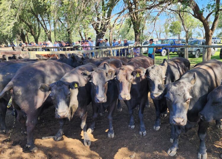 Declararon la emergencia agropecuaria en el distrito