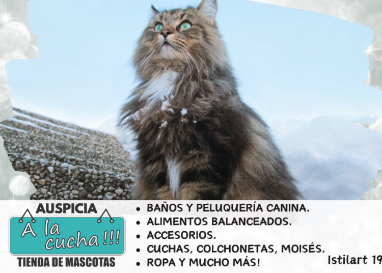 Gato bosque de Noruega