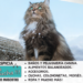 Gato bosque de Noruega
