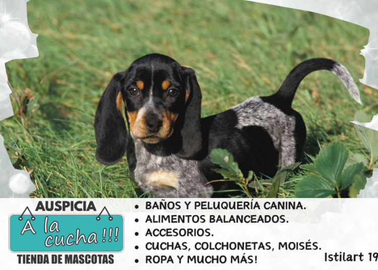 Basset azul de Gascuña