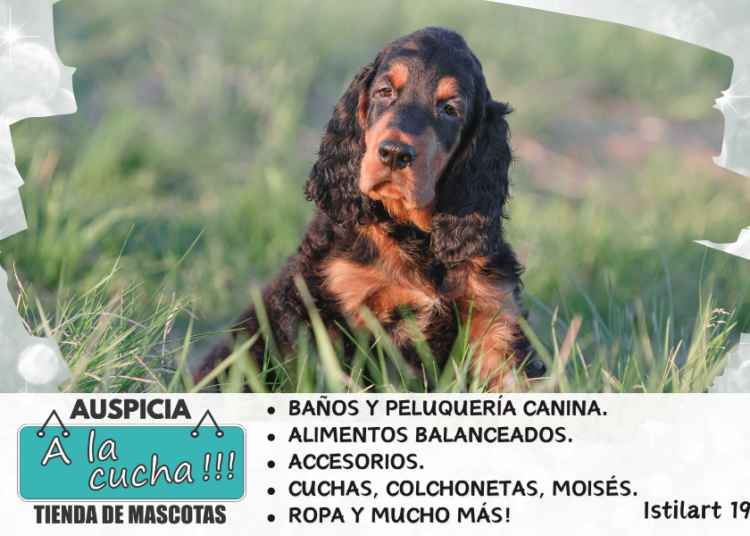 Gordon setter o setter escocés