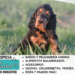 Gordon setter o setter escocés