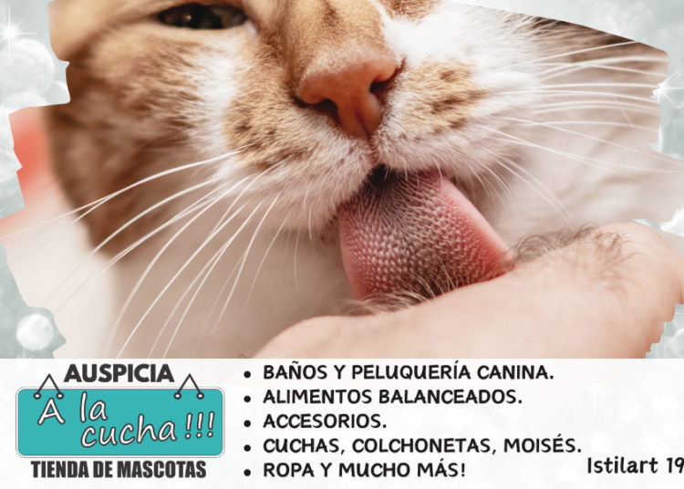 ¿Por qué los gatos tienen la lengua áspera?