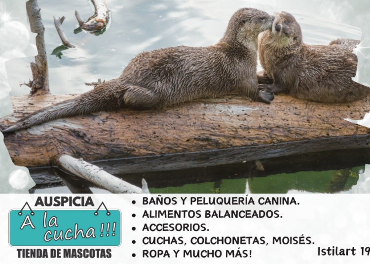 Curiosidades de las nutrias
