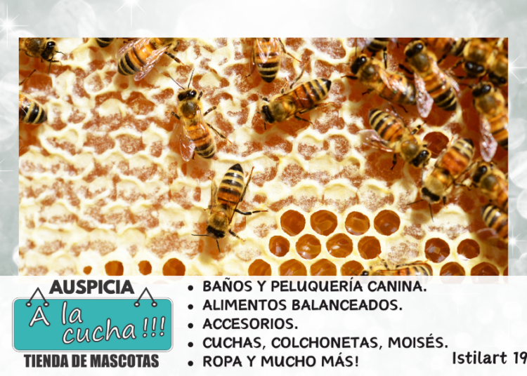 Guía para empezar en apicultura: cómo criar abejas