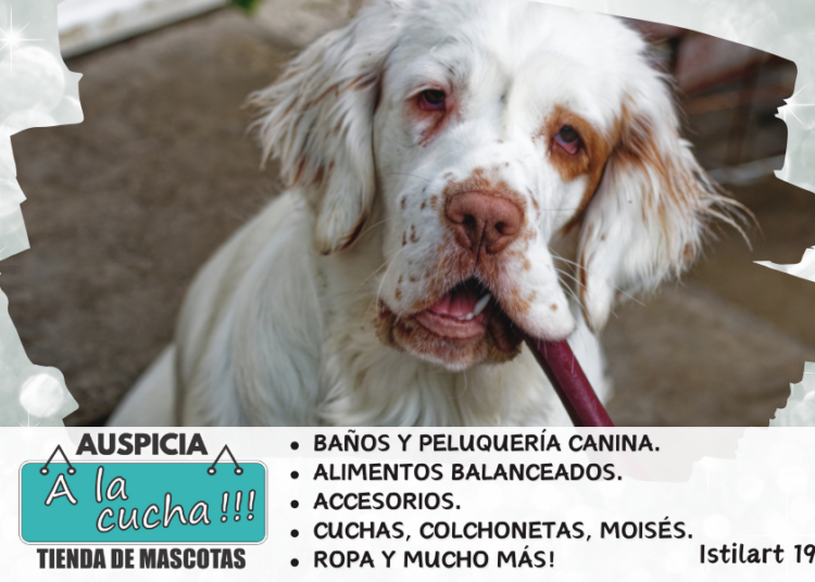 Clumber spaniel