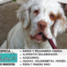 Clumber spaniel