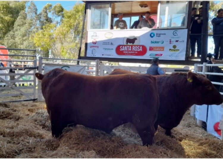 Abrió la 167° Expo Rural con precio récord por un angus en el remate de Cabaña Santa Rosa