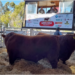 Abrió la 167° Expo Rural con precio récord por un angus en el remate de Cabaña Santa Rosa