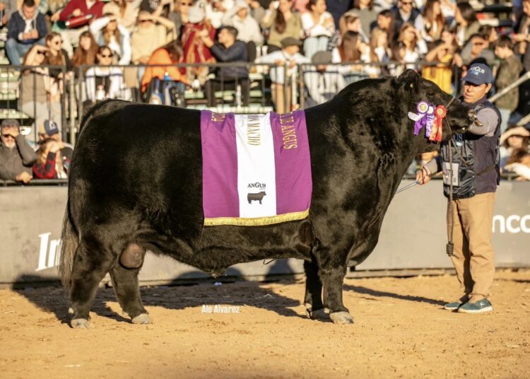 Rústicos levanta las banderas de la mejor genética en Tandil
