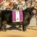 Rústicos levanta las banderas de la mejor genética en Tandil