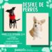 Desarrollarán concurso fotográfico y desfile de mascotas el 13 venidero