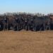 Nirihuau muestra la calidad en toros y vientres, en su undécimo remate anual