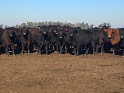 Nirihuau muestra la calidad en toros y vientres, en su undécimo remate anual
