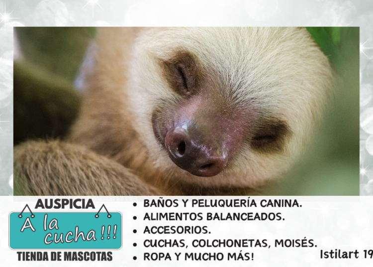 Cigüeña negra
