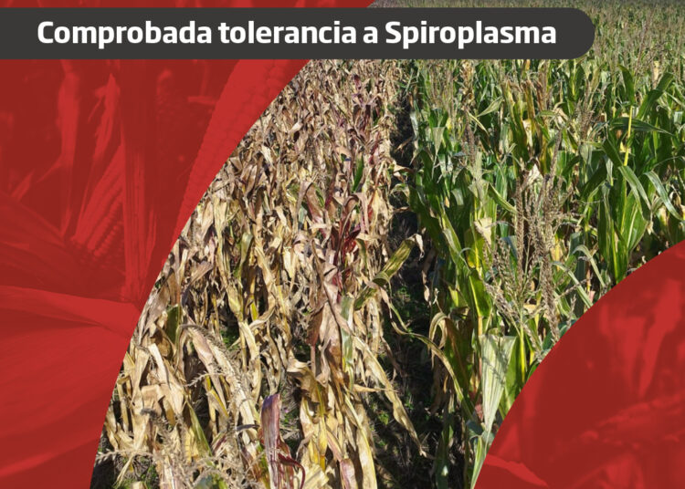 Grupo Los Grobo presenta un nuevo híbrido de marca propia con alta tolerancia a Spiroplasma