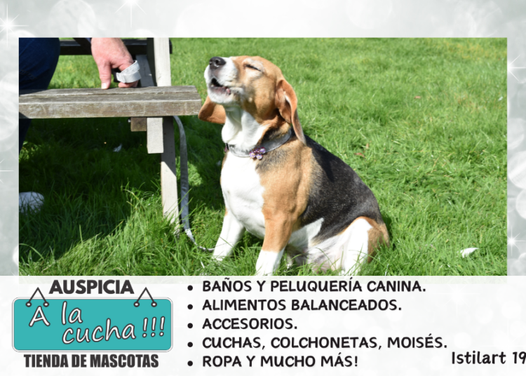 ¿Por qué aúllan los perros cuando alguien muere?