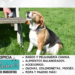 ¿Por qué aúllan los perros cuando alguien muere?