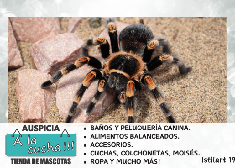 ¿Las tarántulas son venenosas?