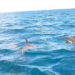 Claromecó: un grupo de delfines acompañó a pescadores artesanales (video)