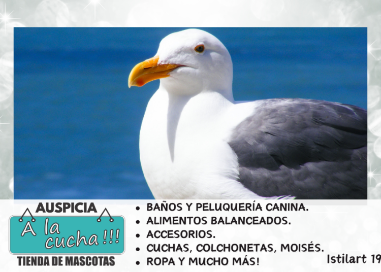 ¿Cómo y dónde duermen las gaviotas?