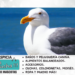 ¿Cómo y dónde duermen las gaviotas?