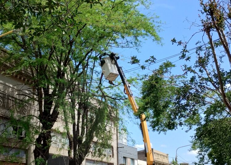 Cerraron Dorrego al 300 y podan el arbolado por un futuro emprendimiento comercial