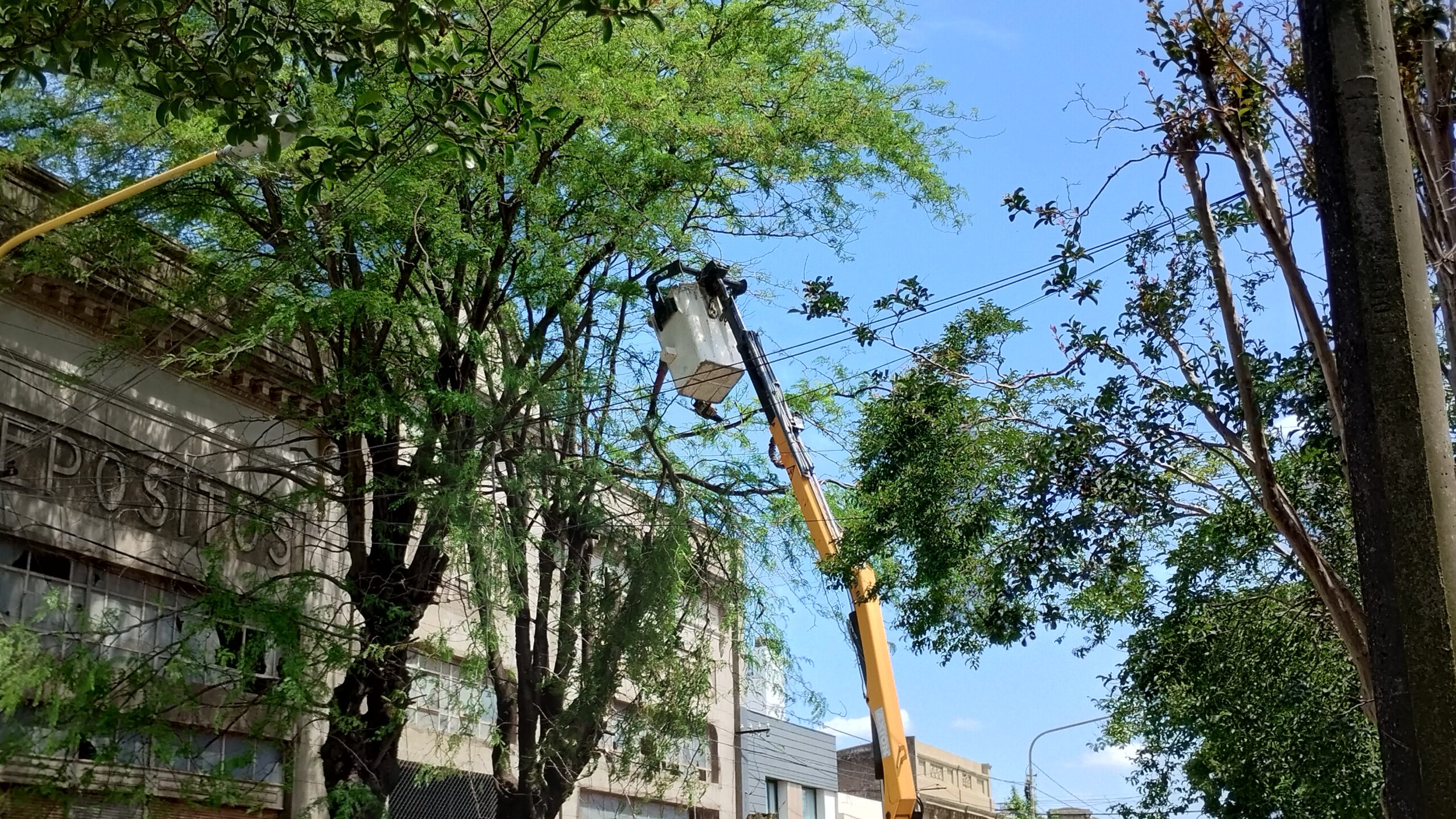Cerraron Dorrego al 300 y podan el arbolado por un futuro emprendimiento comercial
