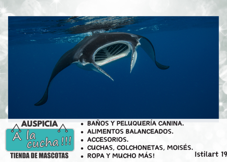 Curiosidades de las ardillas