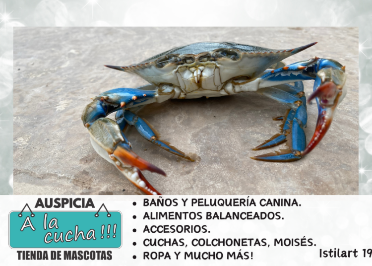 ¿El cangrejo es vertebrado o invertebrado?