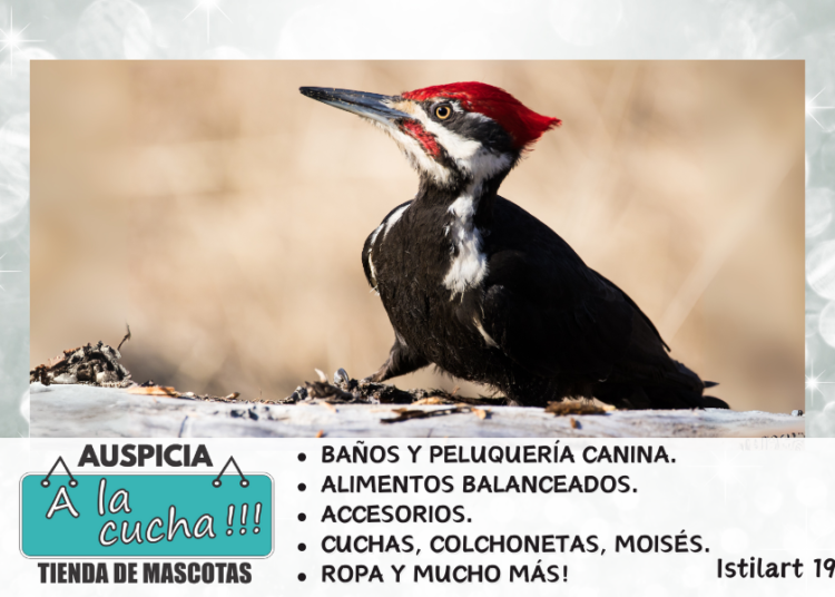 Pájaros carpinteros