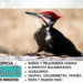 Pájaros carpinteros