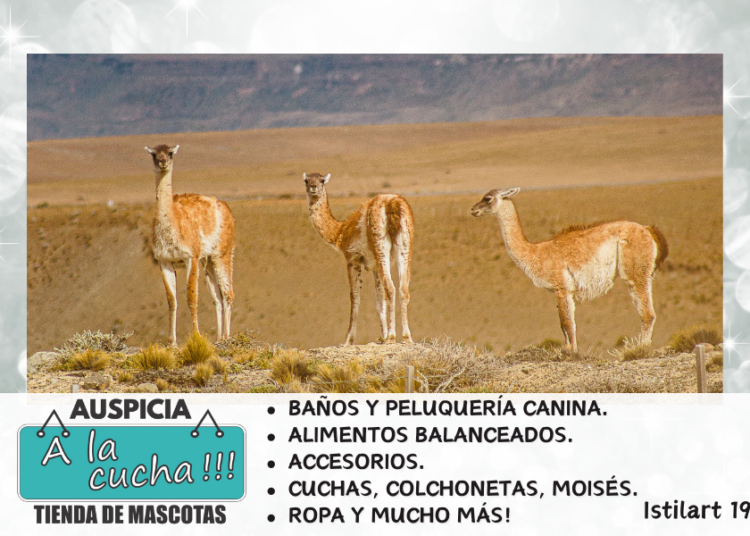 12 animales de la Patagonia
