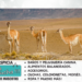 12 animales de la Patagonia