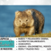Wombat: qué es?