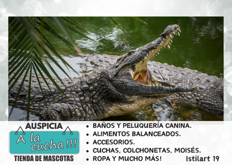 Curiosidades de los cocodrilos