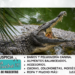 Curiosidades de los cocodrilos