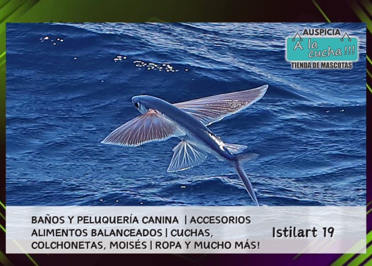 Peces voladores: dónde viven, especies, curiosidades e imágenes