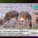 Fauna