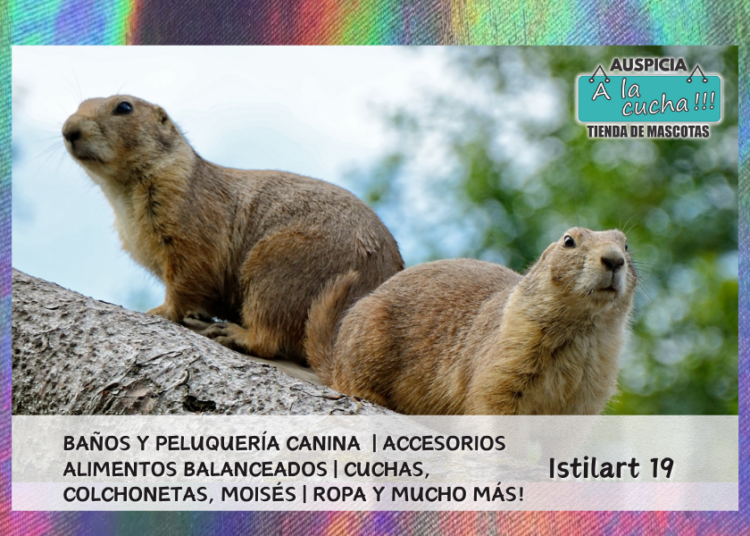 Marmotas: características, hábitat y alimentación