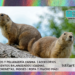 Marmotas: características, hábitat y alimentación