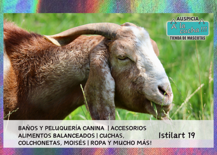 Animales rumiantes: qué son y ejemplos