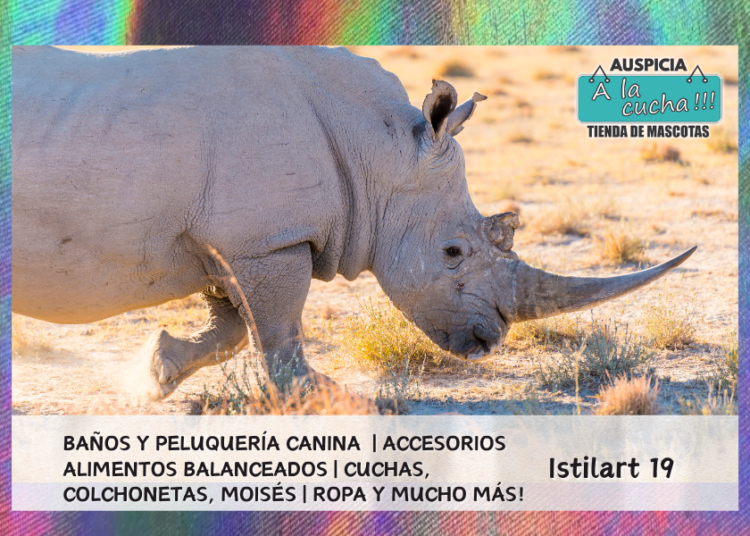 Animales rumiantes: qué son y ejemplos